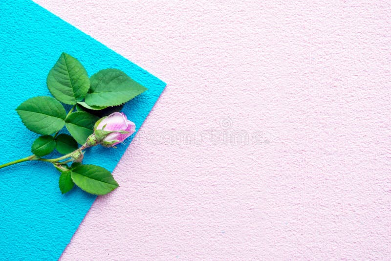 Rosarose mit Grün verlässt auf einem blauen und rosa asymetrischen geom