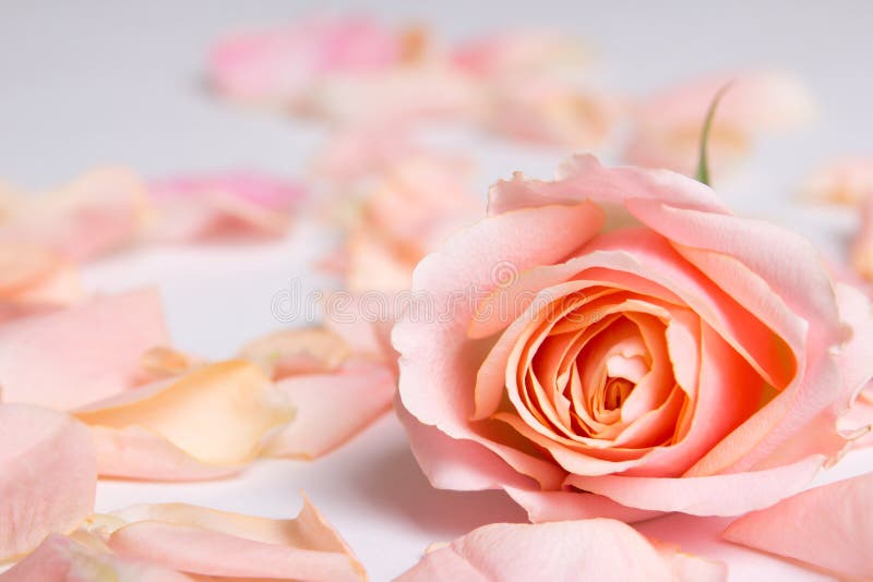 Rosarosenblume und -blumenblätter über weißem Hintergrund lizenzfreie stockfotografie