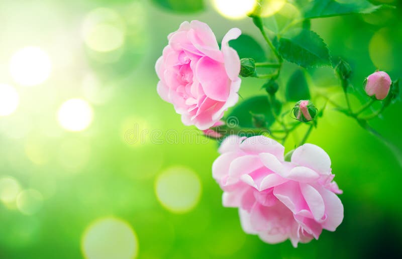 Rosarosenblumen Blühendes Wachsen der Rosen im Sommergarten stockfoto