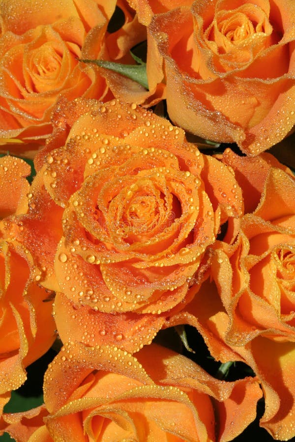 Natural background - orange roses with dew drops in closeup. Natural background - orange roses with dew drops in closeup