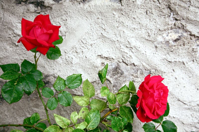 Two roses against rough stone gray wall. Two roses against rough stone gray wall