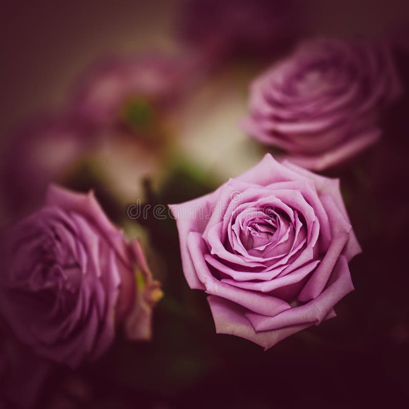 rosas fotografia de stock rosas fotografia de stock