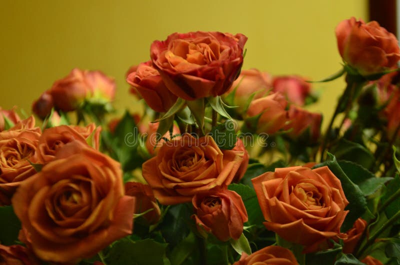 rosas imagens de stock royalty free rosas imagens de stock royalty free