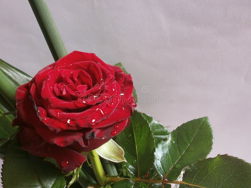 rosas fotos de stock royalty free rosas fotos de stock royalty free