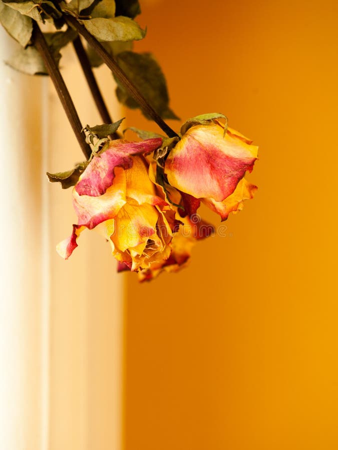 Memory of love. Closeup of dried red yellow roses on orange wall background. Indoor. Memory of love. Closeup of dried red yellow roses on orange wall background. Indoor.