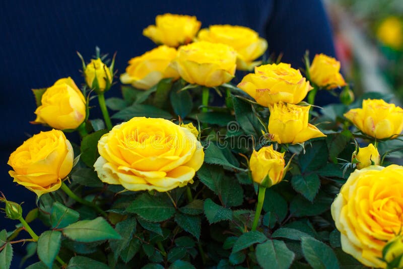 Details 100 rosas amarillas mas hermosas del mundo