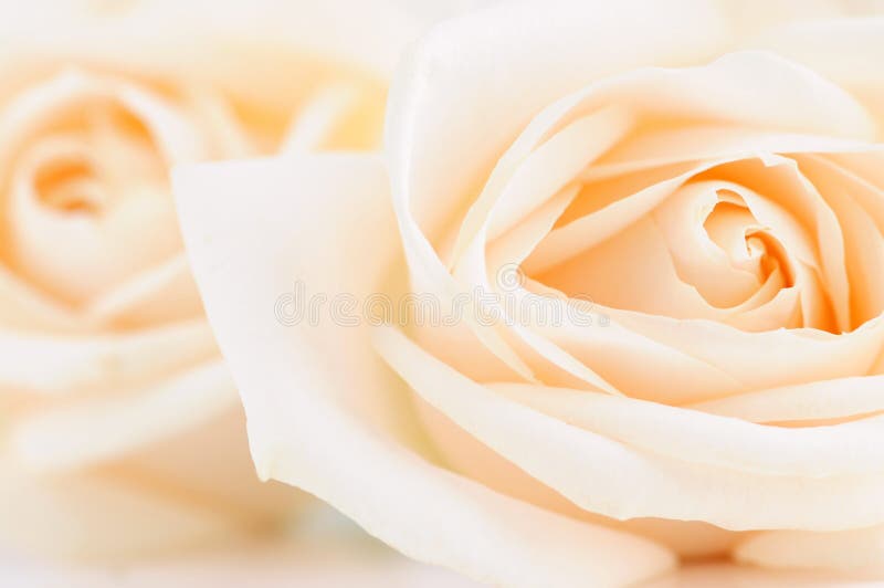 Rosas amarillentas delicadas imagen de archivo libre de regalías Rosas amarillentas delicadas imagen de archivo libre de regalías