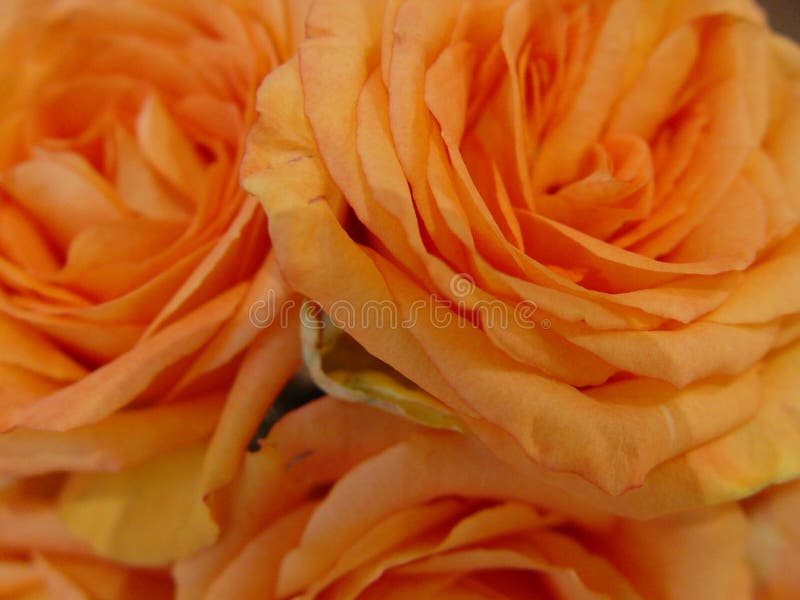 rosas anaranjadas foto de archivo libre de regalías rosas anaranjadas foto de archivo libre de regalías