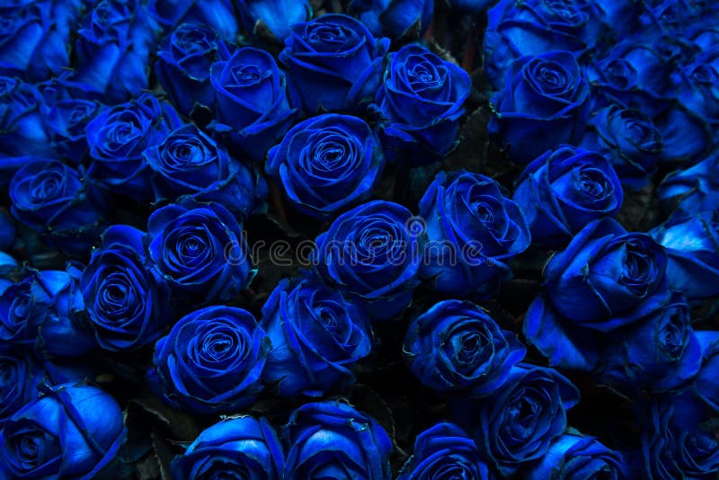 Rosas azuis imagem de stock. Imagem de presente, variedade - 44711295