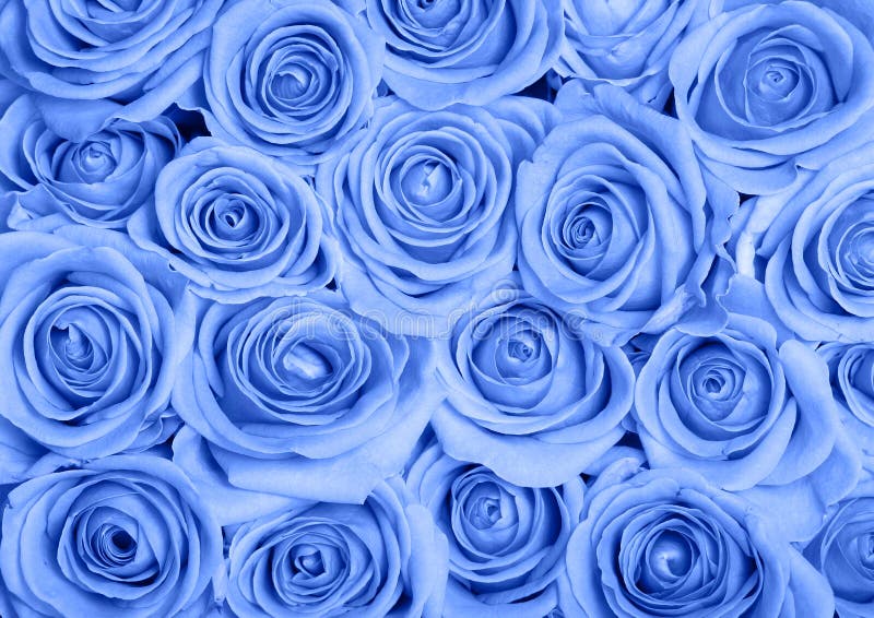 9,701 Rosas Azules Fotos de stock - Fotos libres de regalías de Dreamstime