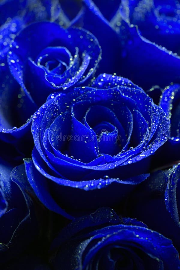 Álbum 200+ rosas azules hermosas