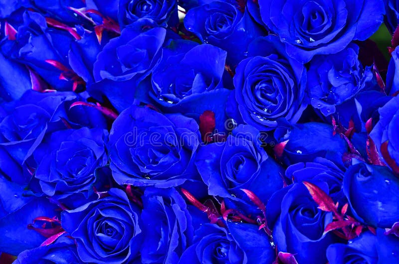 Rosas azules naturales foto de archivo. Imagen de foco - 33024398