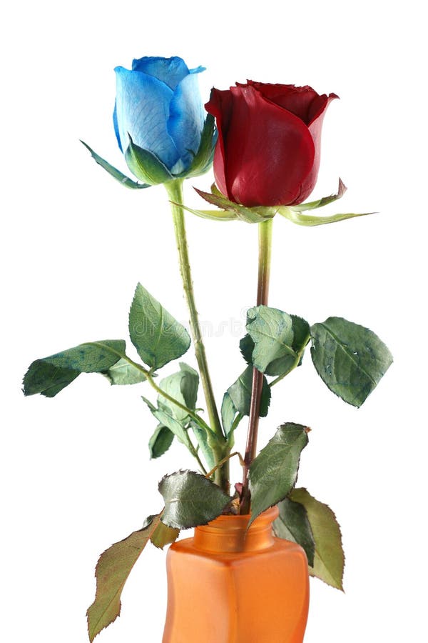 450 Rosas Azules Y Rojas Fotos de stock - Fotos libres de regalías de  Dreamstime