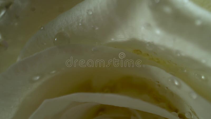 Rosas blancas con descensos del agua en el sol de la ma?ana Ramo de flores Primer