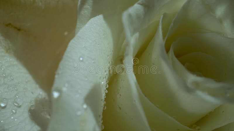 Rosas blancas con descensos del agua en el sol de la mañana Ramo de flores Primer