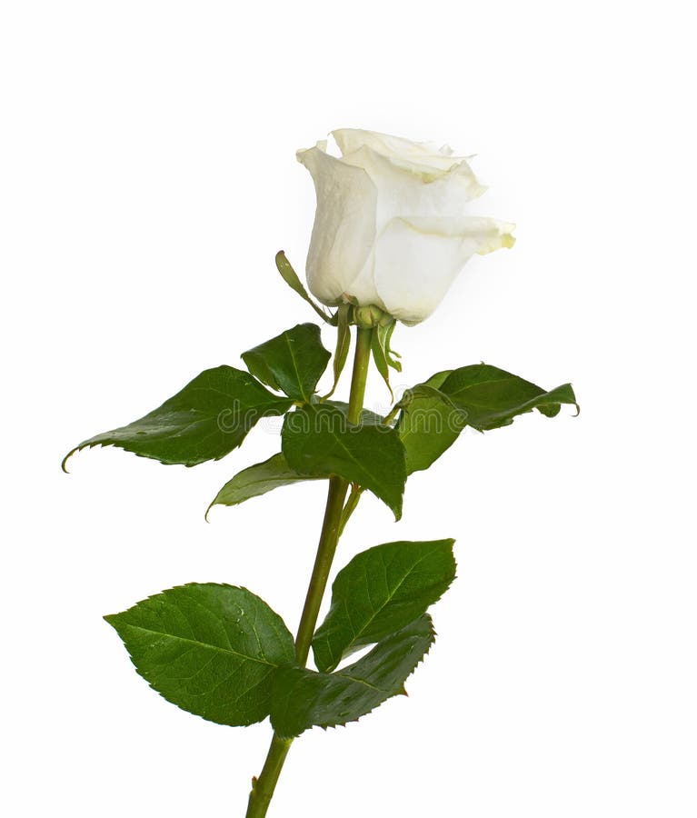 Rosas Blancas En Colores De Fondo Aislados Sin El Fondo, Rosa Jugosa  Brillante, Foto de archivo - Imagen de ramo, regalo: 110720202