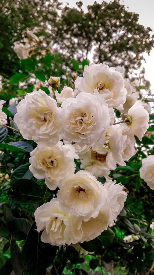 Rosas blancas hermosas foto de archivo. Imagen de fondo - 118054770