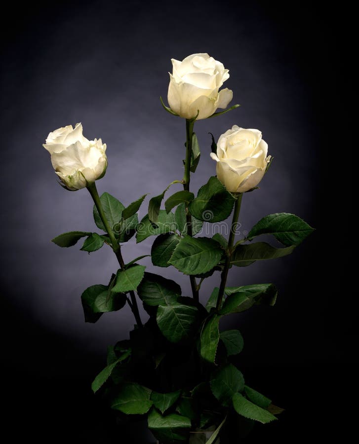 Rosas blancas hermosas foto de archivo. Imagen de regalo - 38671496
