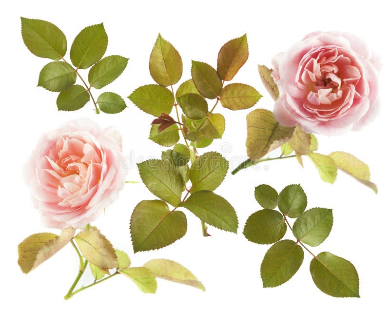 Rosas bonitas isoladas no fundo branco foto de stock Rosas bonitas isoladas no fundo branco foto de stock