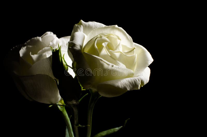Rosas brancas imagem de stock