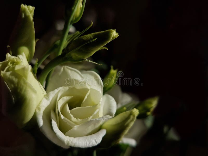 Roses white little fresh  in black background 4. Roses white little fresh  in black background 4