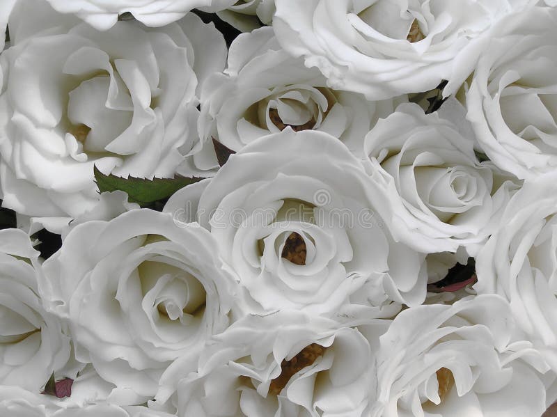 Rosas brancas puras do casamento