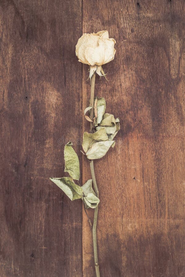 Rosas brancas secadas fotografia de stock royalty free Rosas brancas secadas fotografia de stock royalty free
