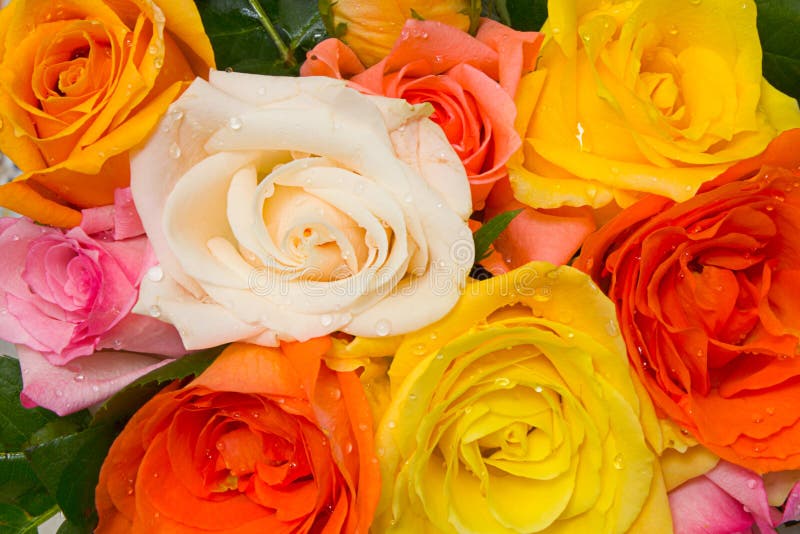 Rosas clasificadas fotografía de archivo Rosas clasificadas fotografía de archivo