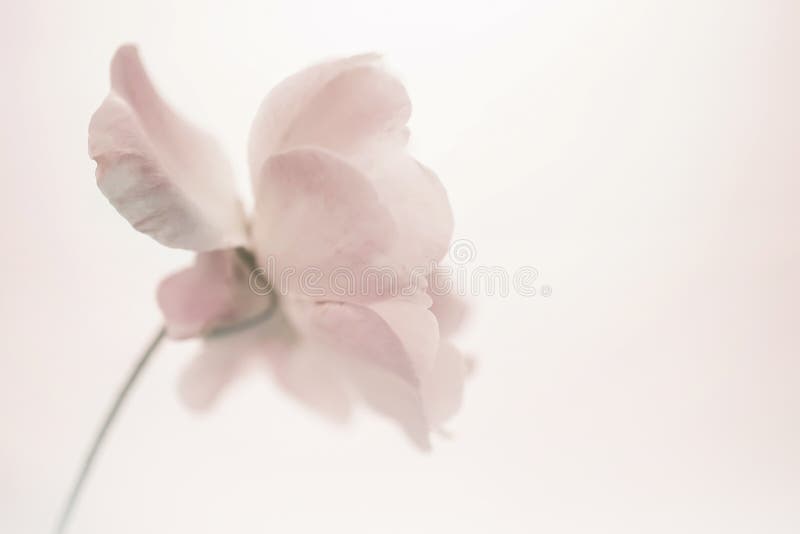 Classic roses in soft color style for background. Classic roses in soft color style for background