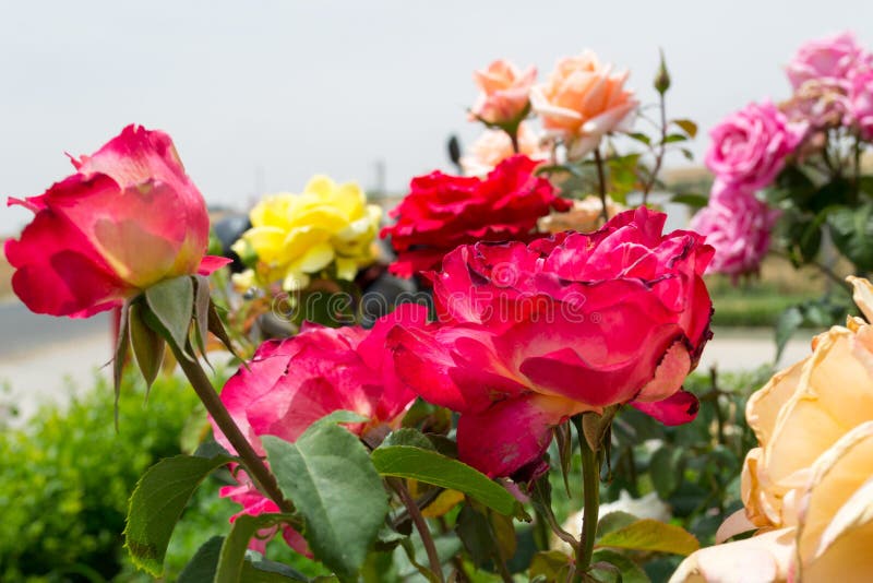 Rosas coloridas no jardim imagem de stock. Imagem de cores - 91970091