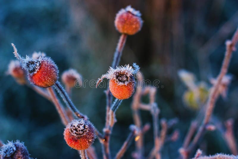 The buds of the rose seeds were frosty due to the frost that had appeared at dawn. The buds of the rose seeds were frosty due to the frost that had appeared at dawn.