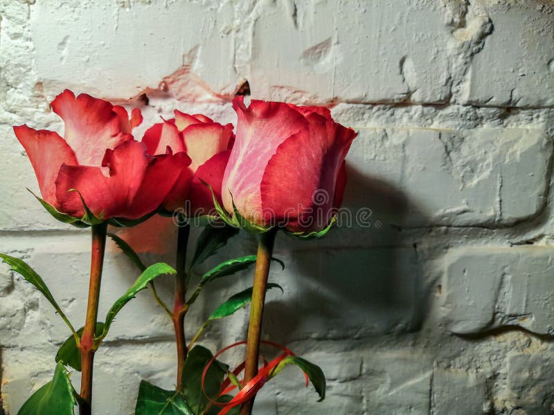Rosas contra una pared de ladrillo blanca foto de archivo Rosas contra una pared de ladrillo blanca foto de archivo