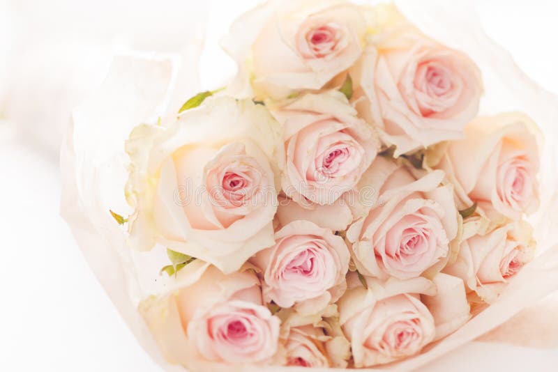 Rosas cor-de-rosa imagem de stock