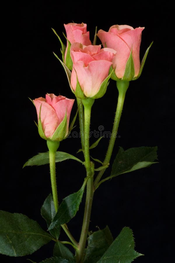 Rosas cor-de-rosa foto de stock Rosas cor-de-rosa foto de stock