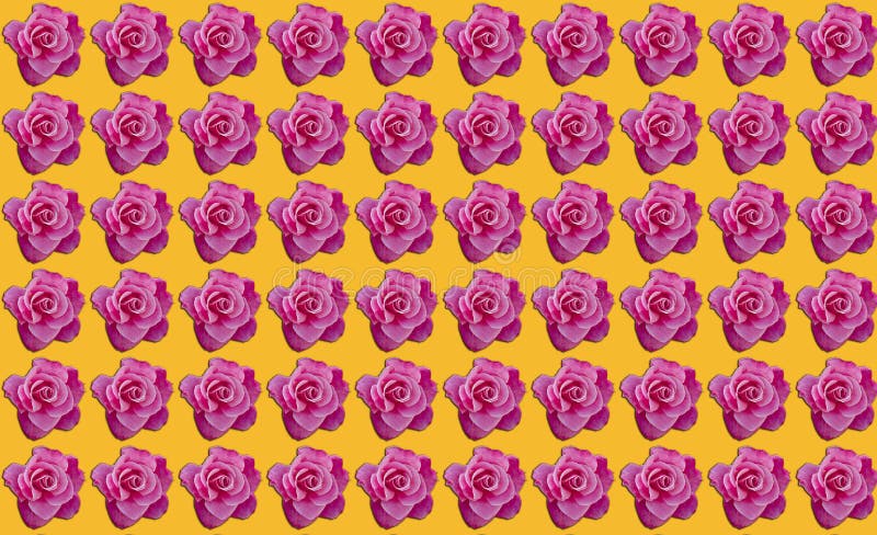 Rosas cor-de-rosa com fundo alaranjado com espaço da cópia ilustração do vetor Rosas cor-de-rosa com fundo alaranjado com espaço da cópia ilustração do vetor