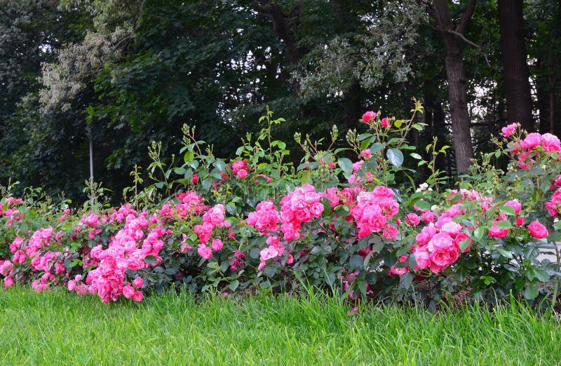 Rosas cor-de-rosa de florescência no jardim imagem de stock Rosas cor-de-rosa de florescência no jardim imagem de stock