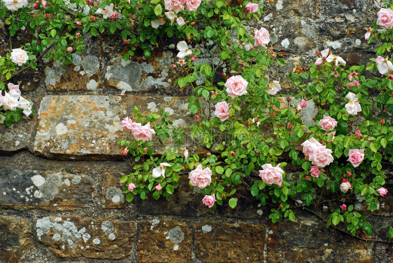 Closeup of Pink roses on an old stone wall. Closeup of Pink roses on an old stone wall