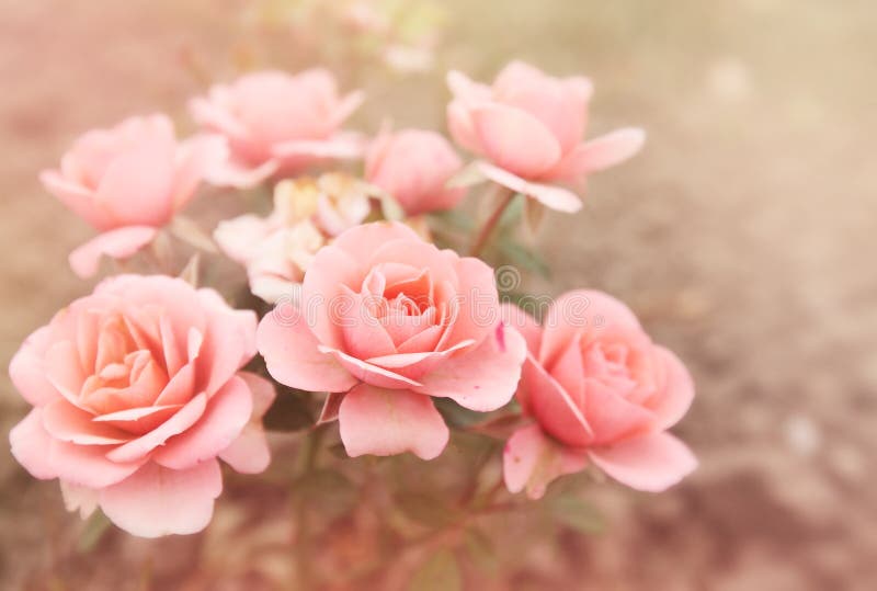 Rosas Cor-de-rosa, Matizadas Foto de Stock - Imagem de macro, imagem:  51393680