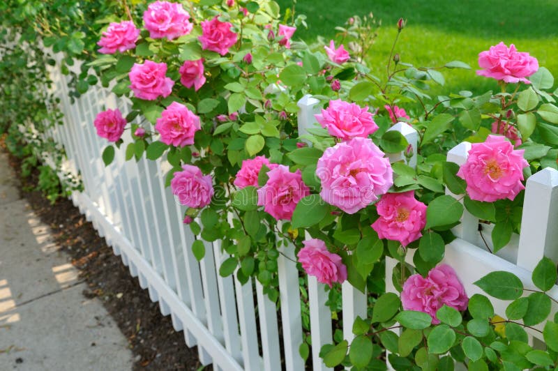 Rosas cor-de-rosa na cerca branca