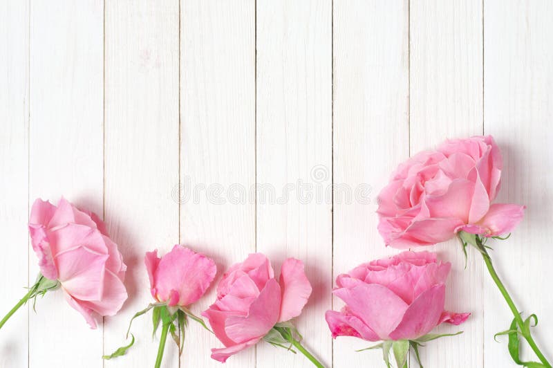 Rosas cor-de-rosa na madeira imagens de stock Rosas cor-de-rosa na madeira imagens de stock