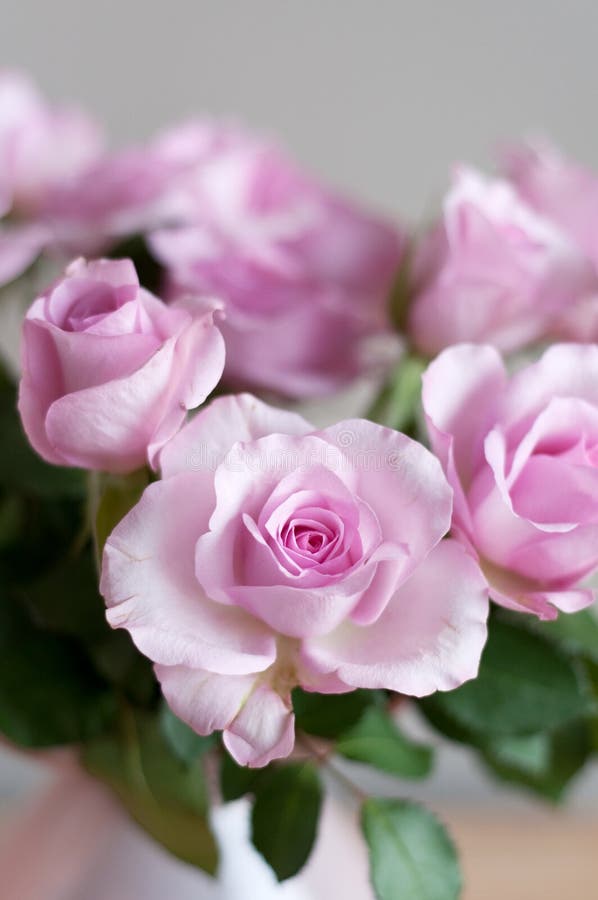 Pink roses in interior on gray wall. Pink roses in interior on gray wall