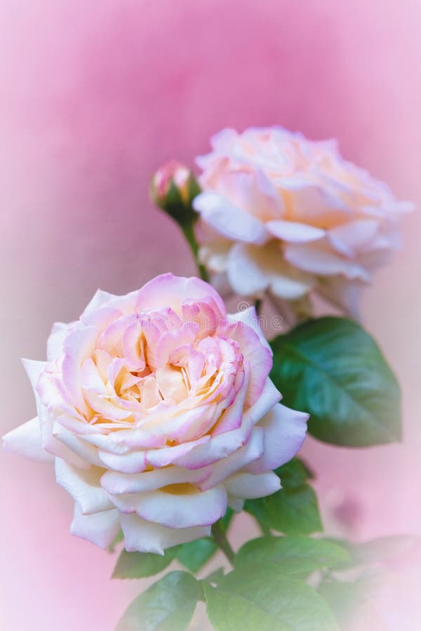 Rosas cor-de-rosa no rosa fotografia de stock Rosas cor-de-rosa no rosa fotografia de stock
