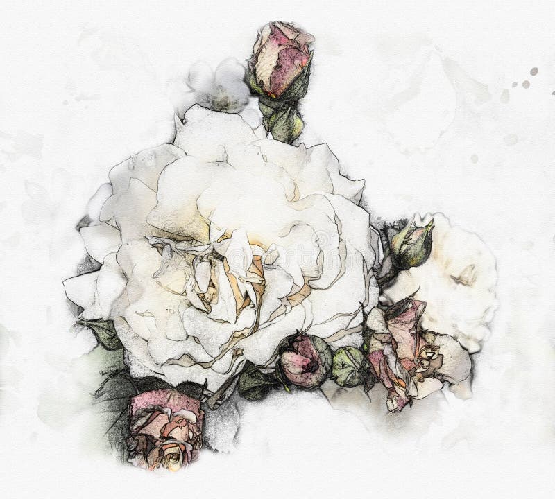 Rosas da aquarela ilustração do vetor Rosas da aquarela ilustração do vetor