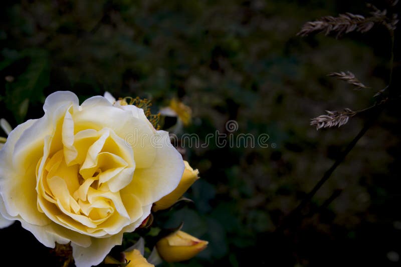 Rosas de chá que crescem na cama de flor, fundo floral bonito imagens de stock Rosas de chá que crescem na cama de flor, fundo floral bonito imagens de stock