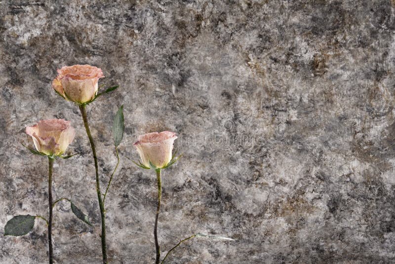 Three roses against an grunge wall. Three roses against an grunge wall