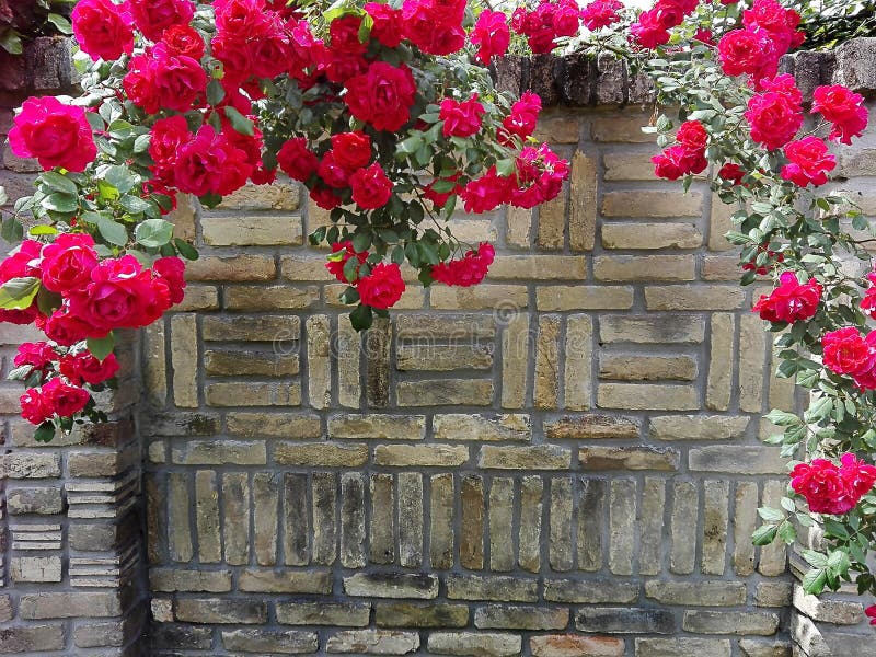 Pink roses climbing over the wall of yellow bricks. Pink roses climbing over the wall of yellow bricks