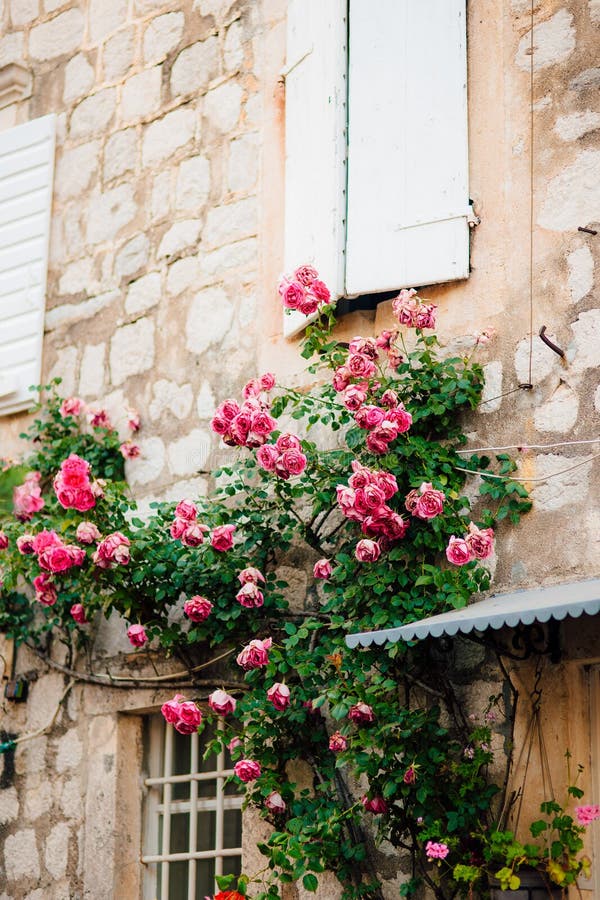 Pink climbing roses on the wall in the old town of Perast in Montenegro. Pink climbing roses on the wall in the old town of Perast in Montenegro.