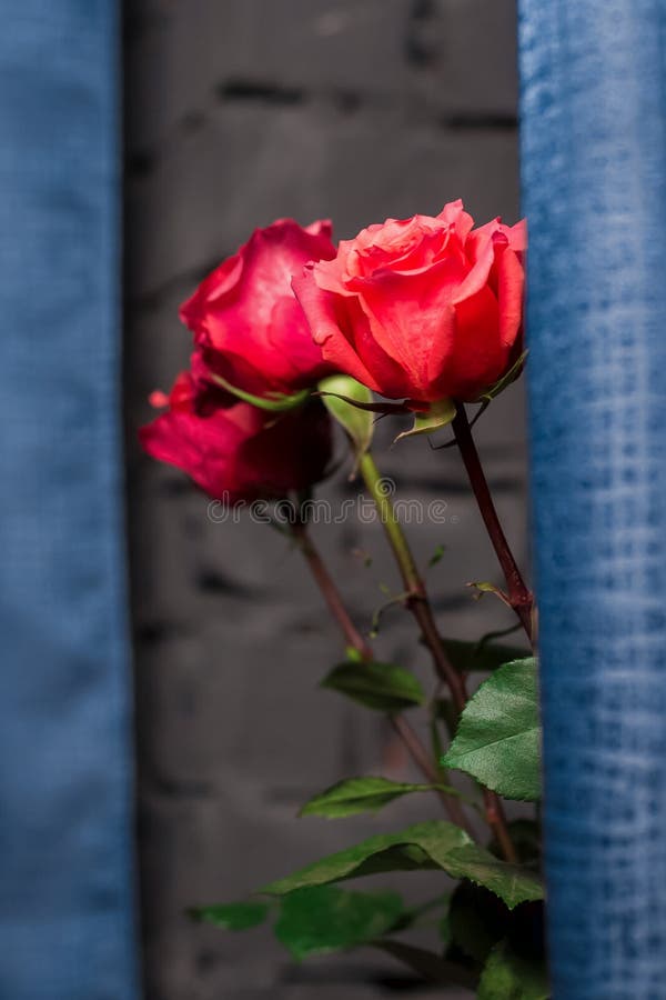 3 three red flower roses on fabric vintage abstract background, close-up. 3 three red flower roses on fabric vintage abstract background, close-up.