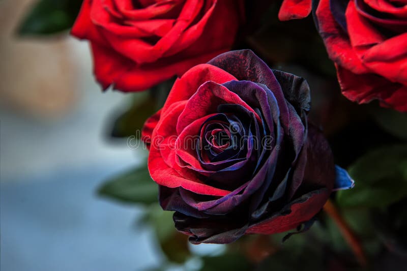 149 Rosas Negras En Un Fondo Blanco Fotos de stock - Fotos libres de  regalías de Dreamstime