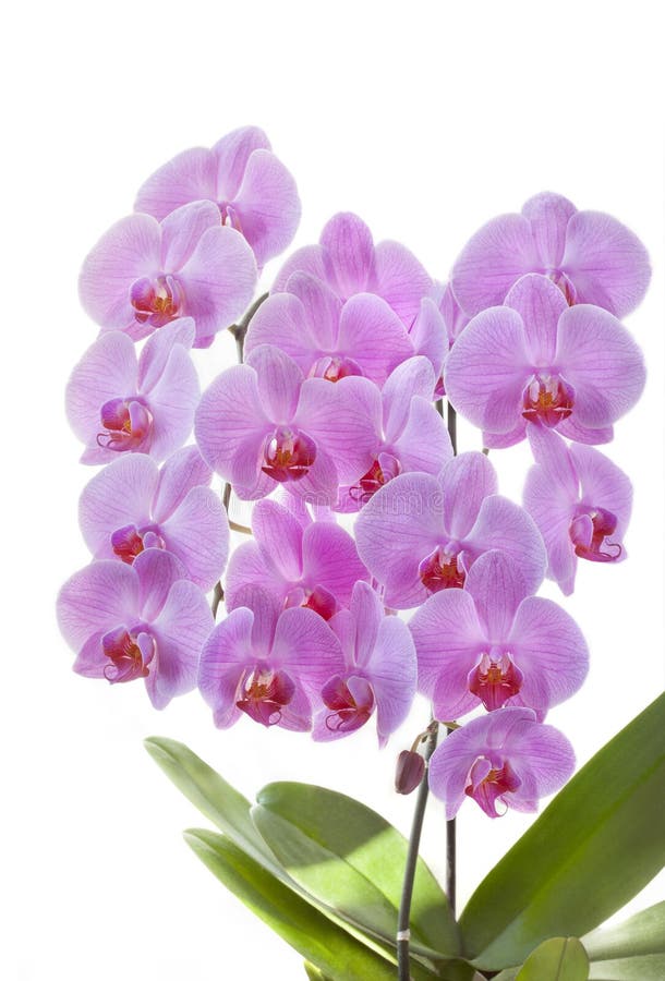 Rosas de las orquídeas foto de archivo. Imagen de fondo - 33919956